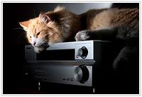 Cat and amplifier :)