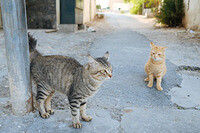 0115-1316-DSCF1071