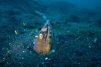 Lembeh