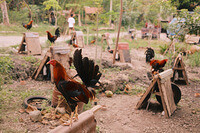 0203-1733-DSCF2238